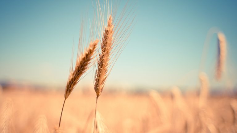 MAPFRE et REZILIO TECHNOLOGIE ont lancé un projet pilote avec plusieurs entreprises du secteur agroalimentaire.