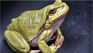 Frog Syndrome: Our Inertia in the Face of Climate Chaos