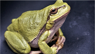 Le Syndrome de la Grenouille: notre Inertie face au Chaos Climatique